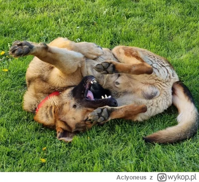 Aclyoneus - @MegaSmieszek 
Mój pies ¯\(ツ)_/¯