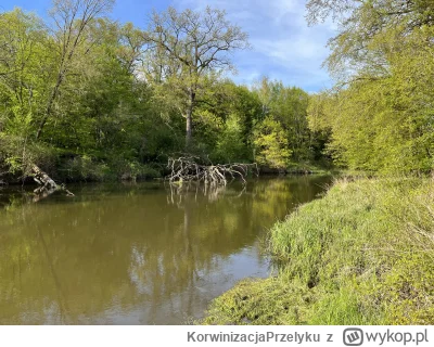 K.....u - Moc terapeutyczna spierdotripów z roku na rok słabnie. Brutalny spierdotrip...