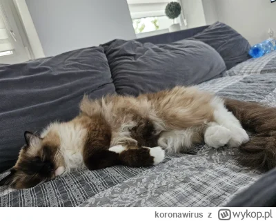 koronawirus - śpi se obok i mi chrumka przez sen ʕ•ᴥ•ʔ