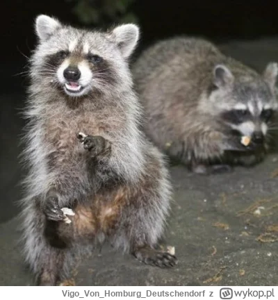 VigoVonHomburg_Deutschendorf - #szopeknadzis