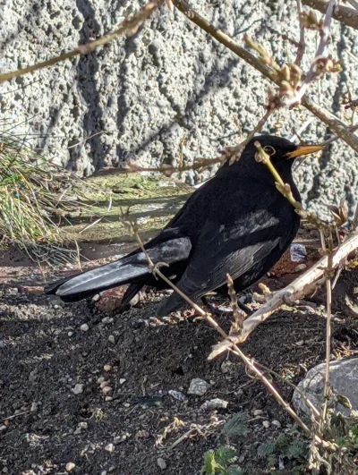 s.....n - Pan kos
#ptasiewybryki