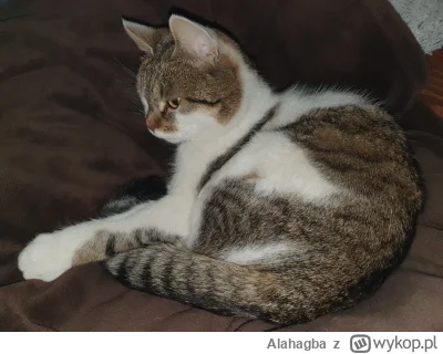 Alahagba - @hanamontana_: Prześliczny (｡◕‿‿◕｡)
Moja podobna w ubarwieniu.