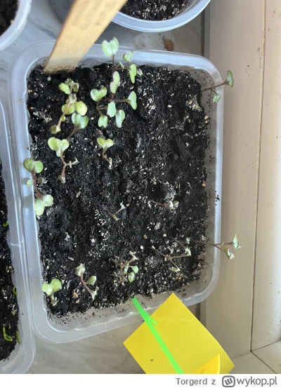 Torgerd - Drogie Mirki, wiecie może co się dzieje z moją rozsadą kapusty czerwonej? W...