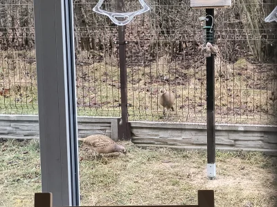 moll - @simpiara: może wpadnie na paszę na sezon dokarmiania ptaków xD powoli trzeba ...