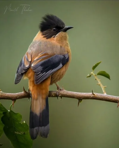 Lifelike - Sójkownik czarnogłowy (Heterophasia capistrata)
Autor
#photoexplorer #foto...