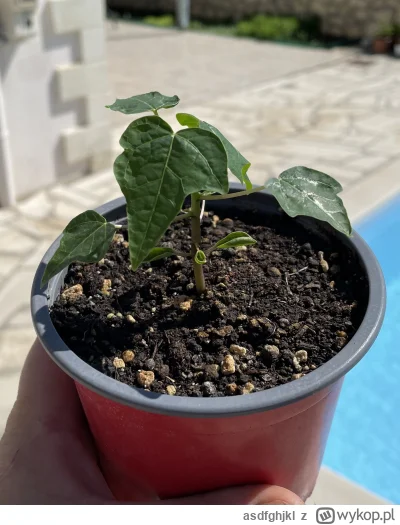 asdfghjkl - Papaja rośnie jak na drożdżach ( ͡° ͜ʖ ͡°) #pokazrosline #ogrodnictwo