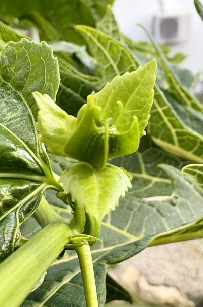 asdfghjkl - Z takich newsów to marakuja zaczyna kwitnąć (ʘ‿ʘ) Za kilka dni pojawią si...