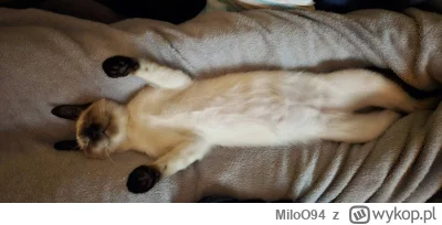 MiloO94 - #pokazkota #koty  Kitku poszło w spanko <3