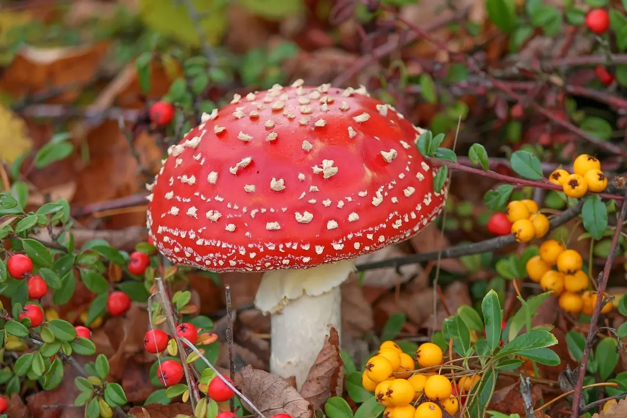 SmokStarodawny - o gurwa ja myślałem, że tylko handel #amanitamuscaria jest zabronion...