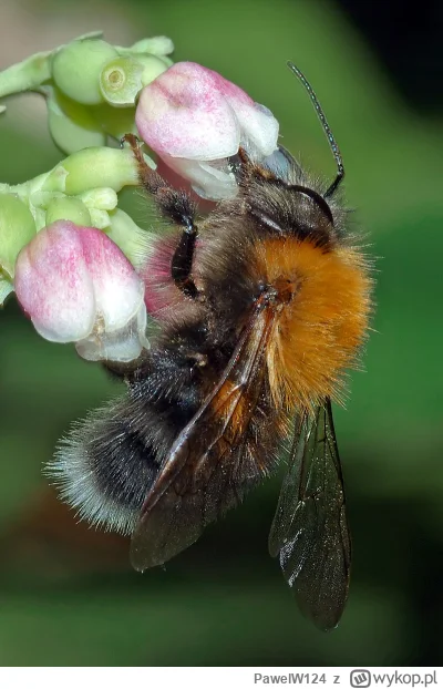 PawelW124 - #przegryw #owady #pszczelarstwo #pszczoly #pijzwykopem

Mój świętej pamię...