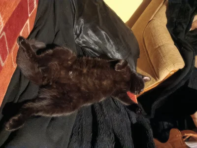 Corvus_Frugilagus - #pokazkota