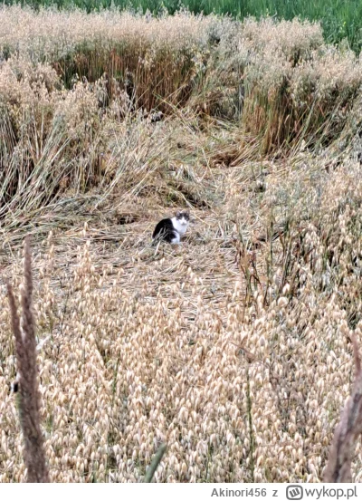 Akinori456 - Wracam powoli do domu, a tu taka niespodzianka:
W lekko ugdniecionym sia...
