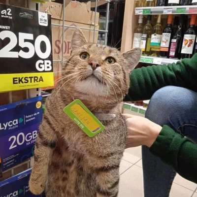 P.....L - #koty #kitku