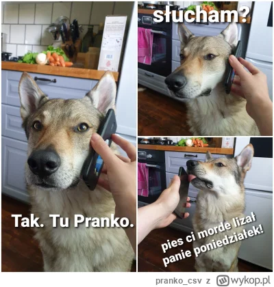 pranko_csv - #dziendobry #heheszki #prankothewolfdog (｡◕‿‿◕｡)