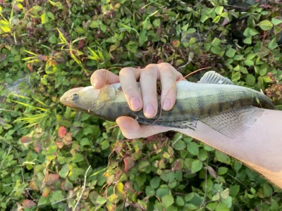 zar0x - Ale slodziak #wedkarstwo