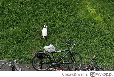 CrazyxDriver - O mam własnego strażnika #rower
Przynajmniej gołębie straszy
#kot #pok...