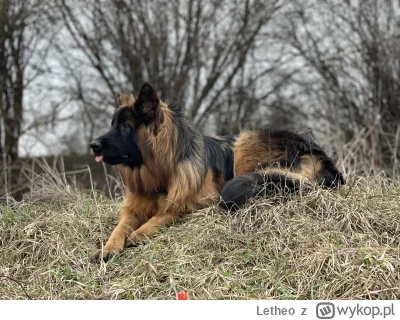 Letheo - @NaPagonieGwiazdkiTrzy: Diana pozdrawia, pogłaskaj dla pieska ( ͡° ᴥ ͡°)
