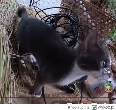 Knoblauch - @Vendigoo: Kotek popija jasne ciepłe bababa