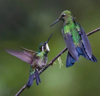 Lifelike - Malachicik białogardły (Lampornis castaneoventris) vs brylancik niebieskog...