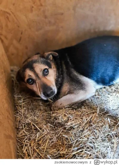 zsokiemowocowym - Witam, ponieważ zbliżają się święta i jak co roku kupuję dzieciom s...