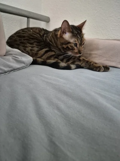 Lujdziarski - #pokazkota #dziarskikacperek Najlepiej z anonem, z anonem być. Bojazliw...