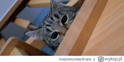 majonezowydrops - widzę was #koty
