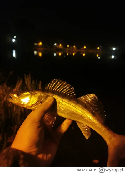 hasek34 - #wedkarstwo 
Wjechal w zywca jak dzik w kukurydzę


Jak takie male gryzonie...