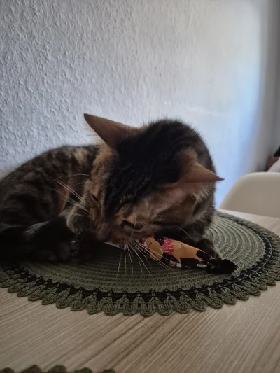 Lujdziarski - #pokazkota #dziarskikacperek Kacperek łamie zasady, do tego to złodziej...