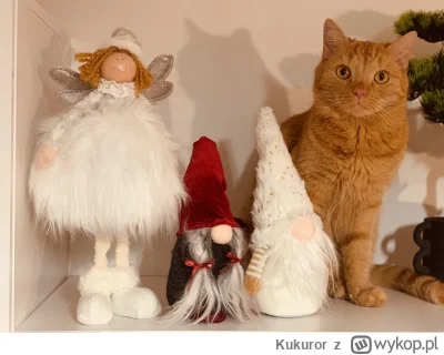 Kukuror - Drużyna pierścienia: Legolas, Gimli, Gandalf i Gollum. #pokazkota #koty #pa...