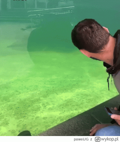 pawelJG - #smiesznypiesek #heheszki