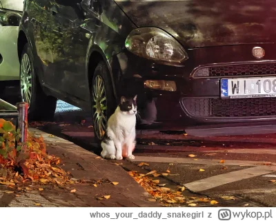 whosyourdaddy_snakegirl - Zgubiłeś się robaczku?

#kot #kitku #koty #koteczkizprzypad...