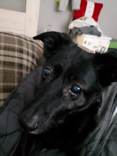 CzechoslowackiZwiazekSzachowWodnych - Wyszedłem z pieskiem. Lubię jak się cieszy, jak...