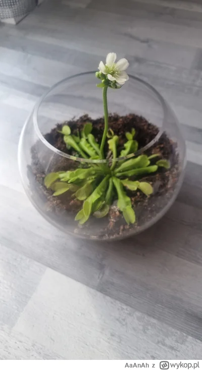 AaAnAh - Ile plusów dostanie taka oto kwitnąca muchołówka?
Jestem kompletnym laikiem,...