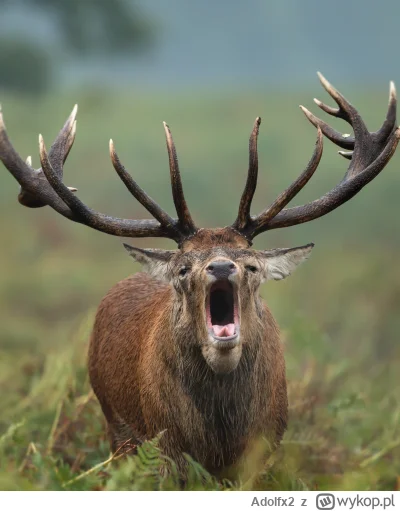 Adolfx2 - ODDDHAJ KUHRWAA THEN TELGFON #danielmagical