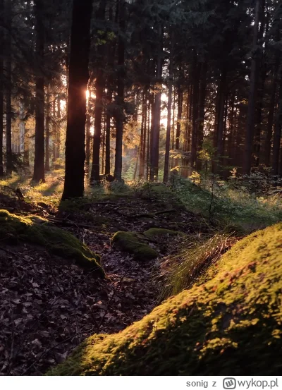 sonig - już poranne wstają zorze raz jest kiepsko a raz gorzej 

#przegryw #spierdotr...