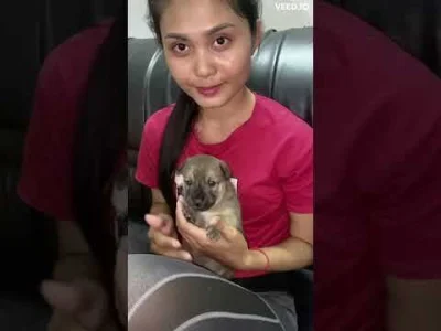 Moczymorda77 - Nowa prosta tutka prezesa nawet podobna,te azjatki maja takie same koc...