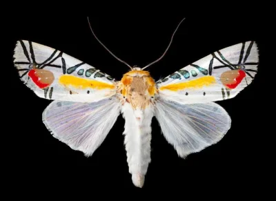 Lifelike - Baoryska tajska (Baorisa hieroglyphica)
Motyl nocny z rodziny sówkowatych,...