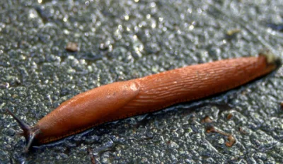 Latarenko - >U mnie na wsi to się takie wapnem przysypywało

@Itslilianka: I przez to...