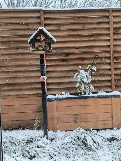 moll - Bruble boją się mojego chłopa. Samiec alfa wchodzi do salonu, drobnica ucieka ...