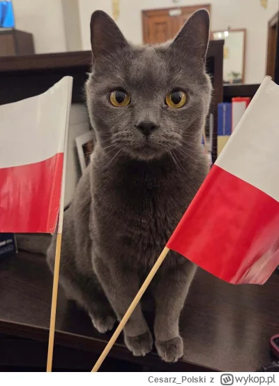 Cesarz_Polski - #kotekwrocek #wroclaw