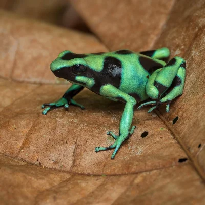 Lifelike - Drzewołaz złocisty (Dendrobates auratus)
Autor
#photoexplorer #fotografia ...