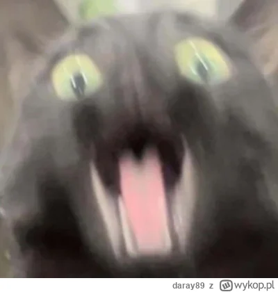 daray89 - #codziennykotopetany #dziwnekotki