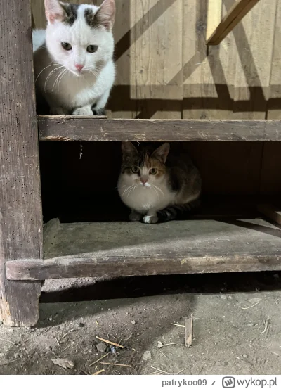 patrykoo09 - @patrykoo09: somsiedzi