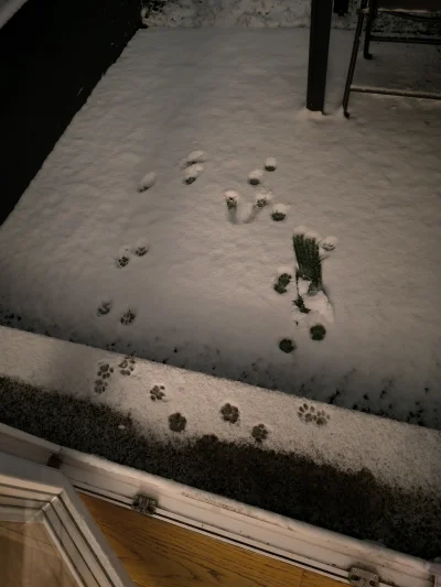 JanPawelDrugiLechWalesaPierwszy - Decyzja została szybko podjęta

#kory #kitku #zwier...