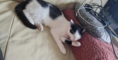 kolorowy_monochrom - @vantablank: A bo to stary koc od wszystkiego, zniszczony