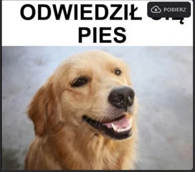 POFUR - @Marwo: pies został odwiedzony