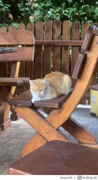 Onaaa20 - Taka rozkmina,bo ten kot potrafi siedzieć 1 metr ode mnie ale jak podejdę t...