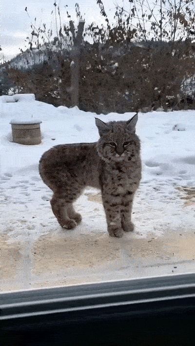 wfyokyga - Kiciu puchaty