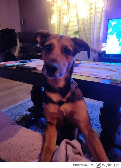 kiwitime_ - @naps: pozdrowienia od Tokio ʕ•ᴥ•ʔ