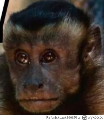 Rafonixkozak2008Pl - @carahiluk